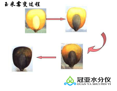 玉米快速水分儀
